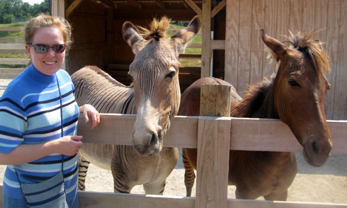 A zonkey and a zorse